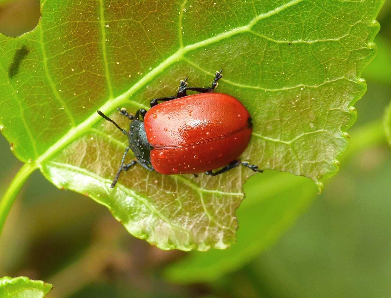 Chrysolina grossa